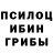 Псилоцибиновые грибы мицелий Sadiq Fetullayev